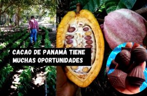 El cacao panameño busca unificar proceso y potenciar su calidad. Foto: Karol Lara