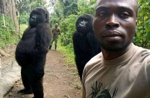 La gorila Ndakasi, una gorila que se hizo famosa en 2019 al posar en un "selfie" con otro primate y un guardabosques. Foto: EFE