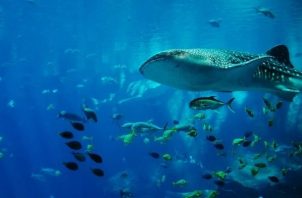 El tiburón ballena es el pez más grande del mundo. Foto: Pixabay