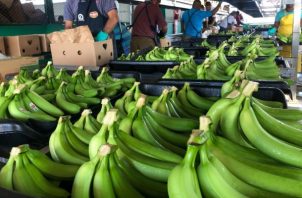 Actualmente, Panamá no importa bananos de ningún otro país. Foto: Cortesía Mida