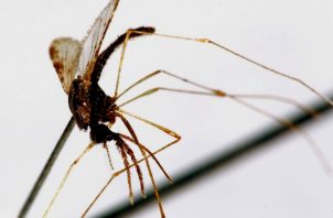 Un mosquito hembra del género 'Apheles Albimanus' portador del virus de la malaria. Foto: EFE