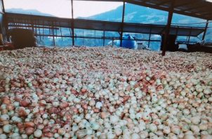 En Tierras Altas se están sembrando más de 1,200 hectáreas de cebolla al año. Foto: José Vásquez 