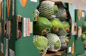 Los frutos frescos de papaya se exportan de Panamá a Estados Unidos, gracias al cumplimiento de las condiciones establecidas en el Plan Operacional de Trabajo (POT). Foto: Cortesía