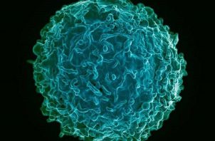 Imagen de un linfocito B humano. Foto: EFE