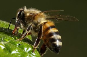 Una colmena o una colonia bien formada puede tener entre 60 mil a 80 mil abejas. Foto: EFE