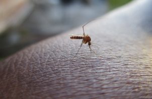 En verano estos insectos pululan chupando sangre. Foto: Pixabay/ Ilustrativa