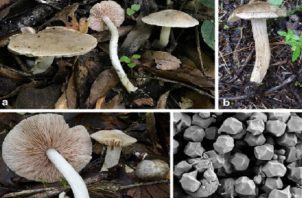 Las muestras de los nuevos hongos descritos se encuentran en el fungario de la Unachi. Foto: Cortesía Mycological Progress