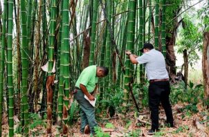 En una finca, en Panamá Oeste, se está desarrollando el manejo sostenible de una plantación de bambú. Foto: Cortesía