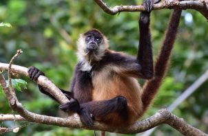 Las poblaciones de mono araña de Azuero se han visto diezmadas. Foto: FCPP