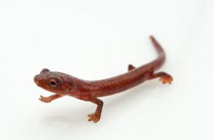 La salamandra de fuego chiricana es una nueva especie para Panamá.