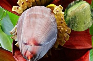 La flor de plátano es ingrediente de ricas comidas. Foto: Cortesía 