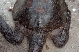 La tortuga fue devuelta al mar, ya que la Unión Europea (UE), exige los DET'S en las redes. Foto: Cortesía ARAP 