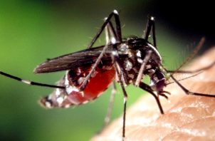 El 53% de los casos de malaria notificados en la última semana son masculino. Foto: Pixabay