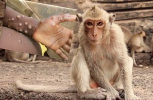 El noveno caso de viruela símica o viruela del mono en Panamá. Foto: Archivo