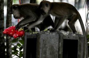 Macacos de cola larga de la isla de Bali y el uso de juguetes sexuales. Foto: EFE