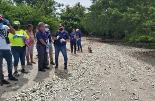 Los peces muertos aparecieron también en la Bahía de Panamá. Foto: Eric A. Montenegro