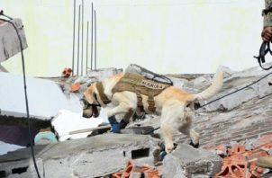 La canina Frida fue un símbolo del terremoto de México 2017. Foto: Efe
