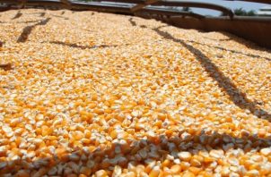 La cosecha de maíz en grano seco registró 2,708,500 quintales el año pasado. Foto: Mida