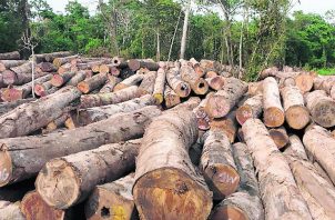 Este caso guarda relación con diversas investigaciones que se iniciaron el 10 de octubre, en el distrito de Chepo, sector del río Bayano, cuando se produjo la tala de 71 árboles. Foto: Grupo Epasa