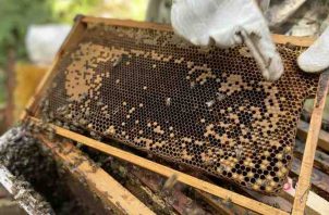 El mejoramiento genético es importante debido a que la mayoría de los apiarios en Panamá utilizan abejas africanizadas. IDIAP
