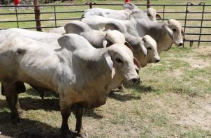 Cada toro tiene la capacidad de cubrir de 25 a 30 vacas. Foto: MIDA
