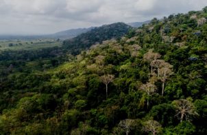 Panamá celebra el Día Internacional de los Bosques. Foto: Cortesía