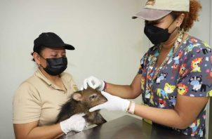 El bienestar físico y mental de un animal silvestre depende de un cuidador con experiencia. Foto: Cortesía Alcaldía de Panamá