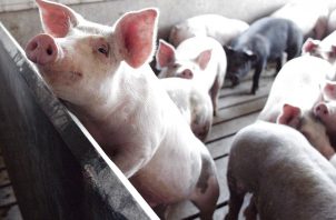 Sacrificio porcino mostró un crecimiento de 13.2% con respecto al año anterior. Foto: Archivo