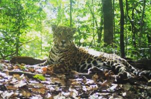 Los jaguares son eslabones importantes de los ecosistemas. Foto: Yaguará