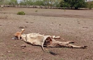 Cada mañana despiertan con la noticia de una nueva vaca muerta. Foto: Thays Domínguez