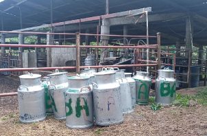 Los productores de ganado de carne y leche en Panamá Oeste han sobrevivido a la fecha gracias al almacenaje de forraje en las fincas. Foto. Eric Montenegro