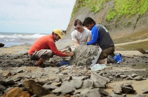 La escasez de mamíferos marinos fósiles del Caribe occidental ha dificultado hasta ahora la comprensión del pasado profundo de la región. Foto: Smithsonian