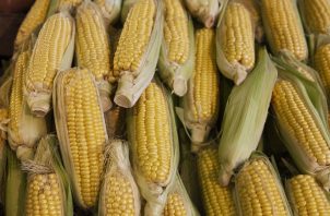  El maíz fue uno de los productos que más contribuyó al crecimiento general del comercio agrícola el pasado decenio. Foto: FAO
