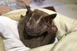 El estudio sobre los murciélagos de la Reserva del Valle Mamoní se publicó en el Acta Zoológica Lilloana. Geoversity