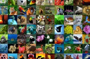 Millones de especies animales y vegetales se comercializan en el mundo. Foto: Cites