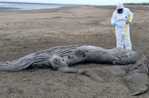 En la recién iniciada temporada, se reportó el varamiento de una cría de ballena jorobada en el sector de Estero de la Honda, ubicada en el distrito de Los Sant
