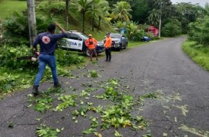El mal tiempo ocasionó la caída de un árbol en la Costa Arriba de Colón. Foto: Cortesía Sinaproc