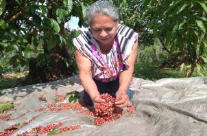 Las expectativas de los productores de café de bajura es que la ley se implemente en el plazo de un mes. Foto. Eric Montenegro