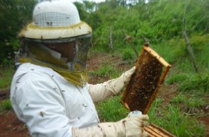 Las ocho colmenas existentes rinden cuatro tanques de miel, correspondiendo a cada socio 25 botellas de miel, las cuales pueden alcanzar hasta $15.00 por unidad
