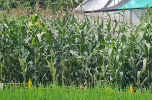 En la región no llueve desde hace 26 días, poniendo en riesgo la producción de maíz. Foto. Thays Domínguez
