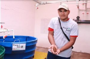 Antúnez  cuida el crecimiento de los pepinos de mar de la empresa en la colabora. Foto: Cortesía/Mides