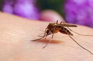 El mosquito Aedes aegypti es el transmisor del dengue. Foto: Archivo