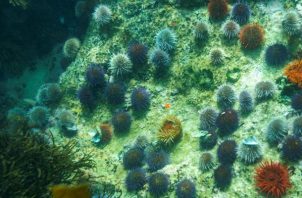 La inducción de la metamorfosis causada por petróleo ocurría en larvas de erizos de mar (equinodermos). Foto: EFE