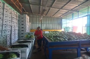 La empresa cuenta con una amplia experiencia en el manejo de cultivos de cucurbitáceas hacia los diferentes mercados internacionales. Foto. Cortesía Mida