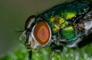 La producción de moscas estériles no ha sido suficiente para frenar al parásito. Foto ilustrativa