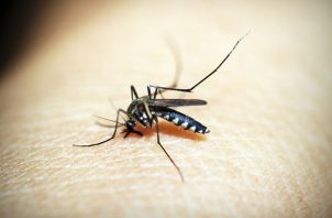 Los casos de dengue se han disparado en los últimos años en Latinoamérica. Foto ilustrativa