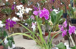 Ya se han evaluado las más de 900 muestras de orquídeas y plantas en especies.. Foto Cortesía