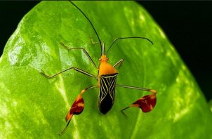 Tanto los machos como las hembras del insecto matador exhiben y ondean sus banderillas rojas en las patas traseras. Foto: Ana Endara, STRI