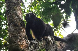 Un mono aullador se desplaza por el dosel del bosque de cerro Chucantí, mientras hace gala de sus melodiosos aullidos. Foto: Cortesía Adriano Duff/Zona Verde