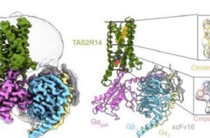 Un estudio describe cómo es la estructura de la proteína del receptor del sabor amargo. Foto: EFE
